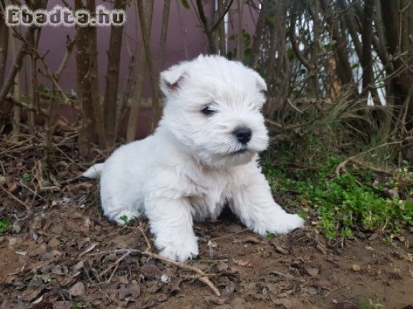 west highland white terrier