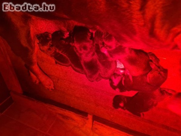 Rottweiler kölyök kutya