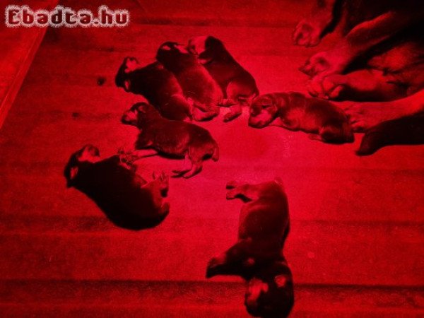 Rottweiler kölyök kutya