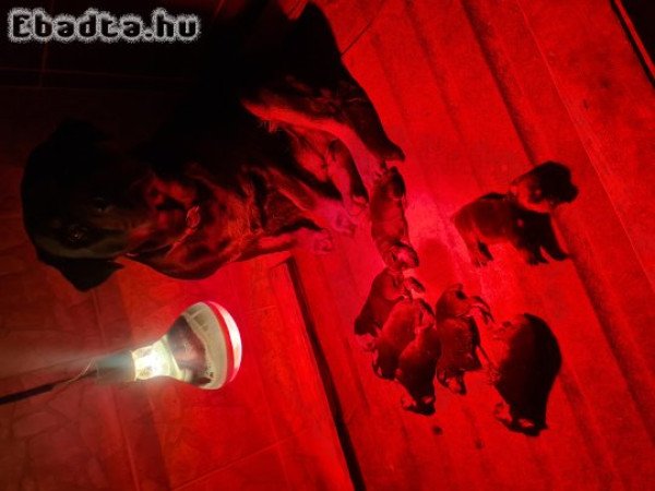 Rottweiler kölyök kutya