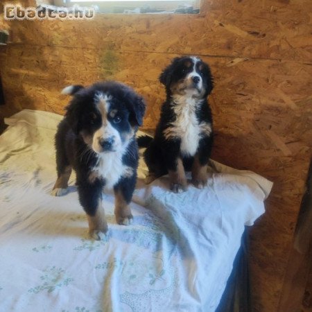 Eladó berni pásztor kiskutyák