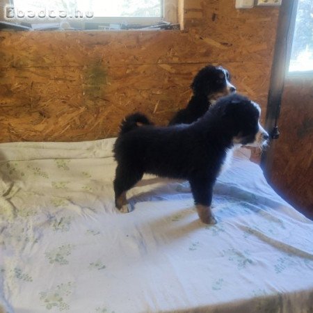 Eladó berni pásztor kiskutyák