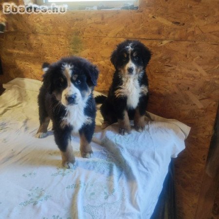 Eladó berni pásztor kiskutyák