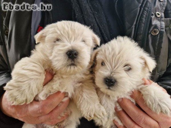 west highland white terrier