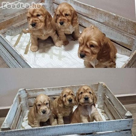 Angol cocker spániel