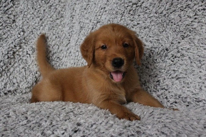 Golden retriever