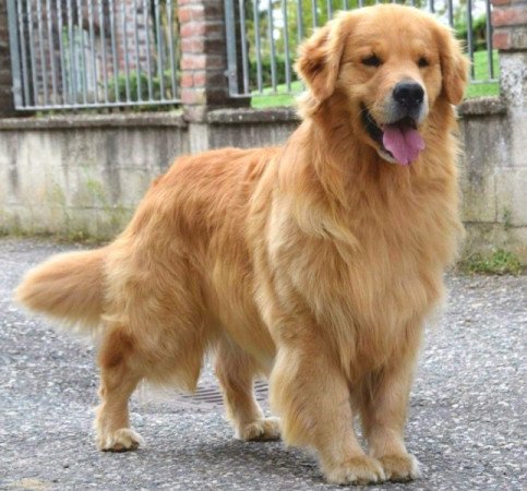 Golden retriever