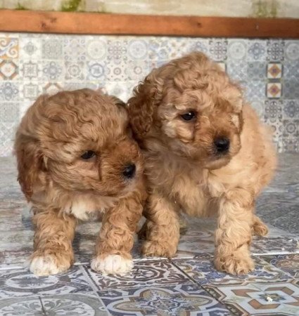 Máltai+uszkár=Maltipoo havanese bichon