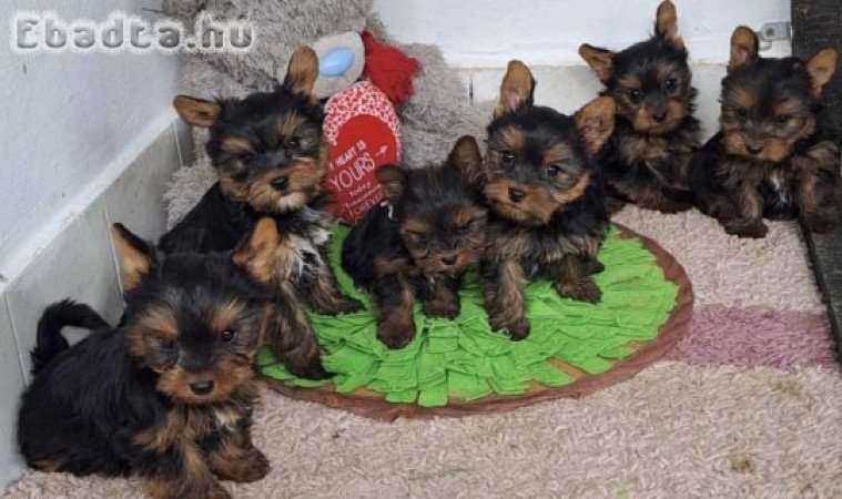 Yorkshire terrier