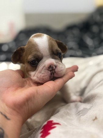 6000 Kecskemét Irsai Olivér utca 44/c