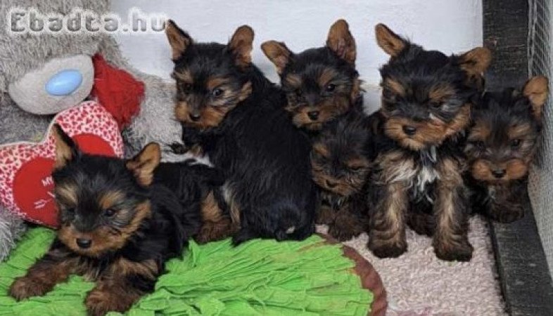 Yorkshire terrier