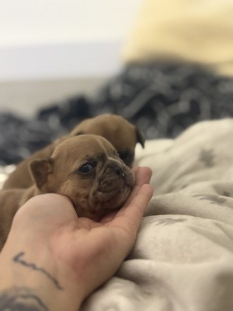 6000 Kecskemét Irsai Olivér utca 44/c