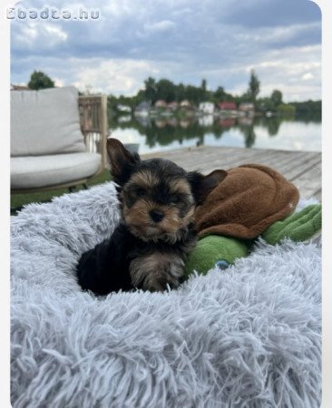 Yorkshire terrier kislány