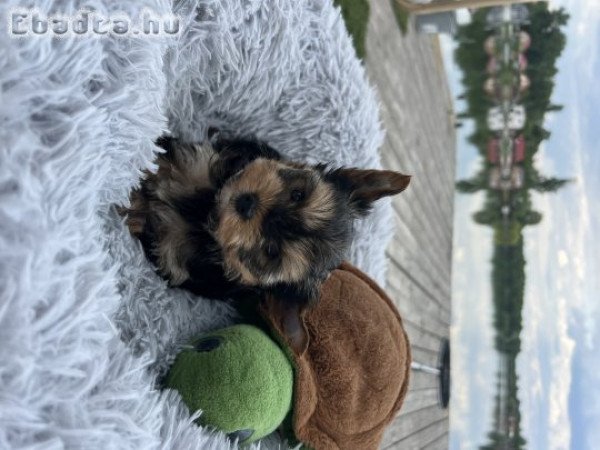 Yorkshire terrier kislány