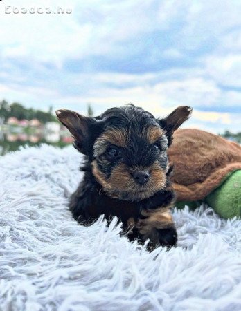 Yorkshire terrier kislány