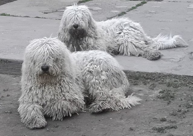 komondor