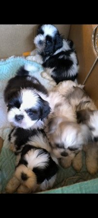 shih-tzu