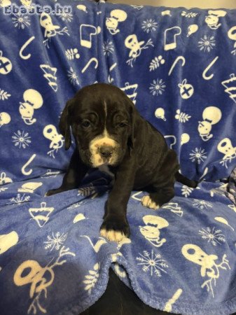 Cane Corsó kiskutyák