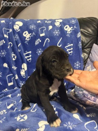 Cane Corsó kiskutyák