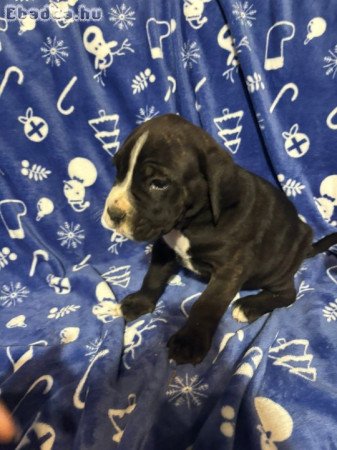 Cane Corsó kiskutyák