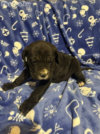 Cane Corsó kiskutyák