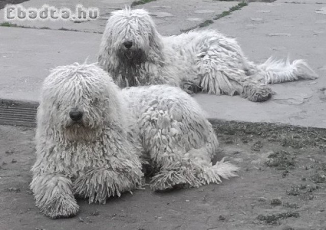 Komondor kölykök költöznének