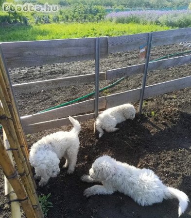 Komondor kölykök költöznének