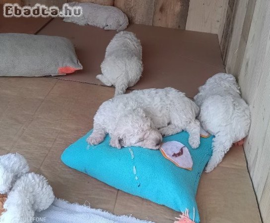 Komondor kölykök költöznének