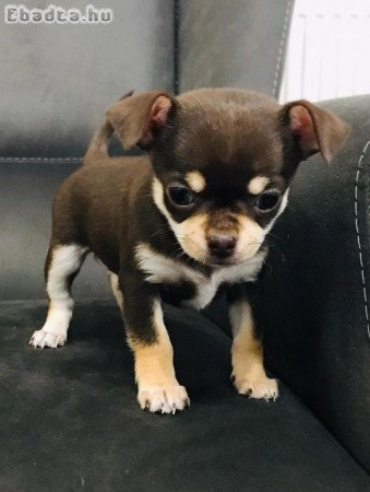 Chihuahua kölykök örökbefogadásra