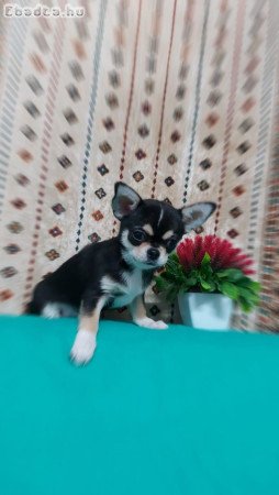 Chihuahua kölykök örökbefogadásra