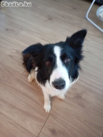 Border collie farmra költözne!