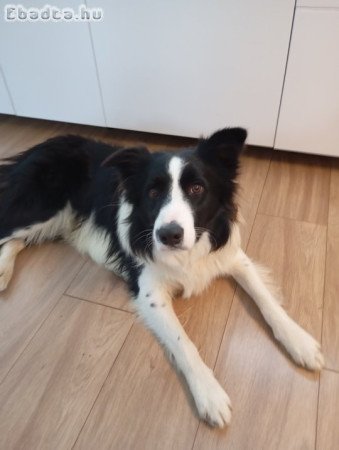 Border collie farmra költözne!