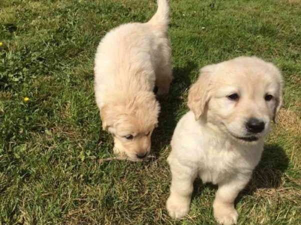 Golden retriever