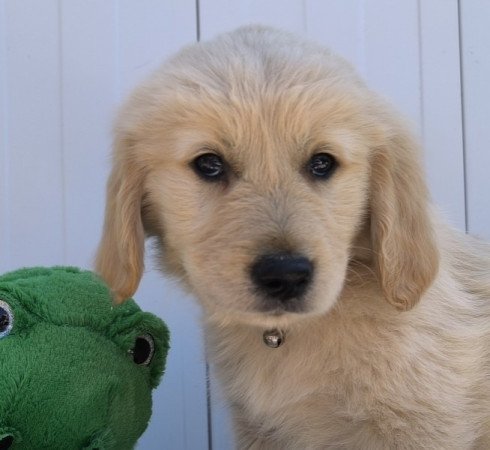 Golden Retriver