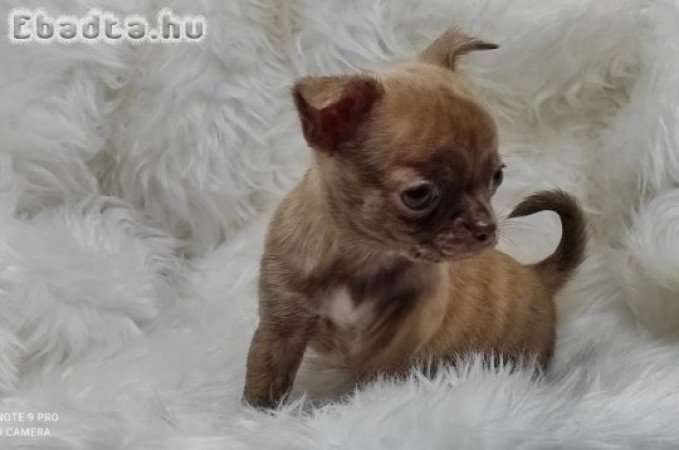 Chihuahua kölykök örökbefogadásra