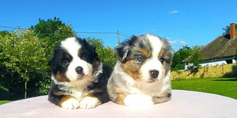 Miniatűr Amerikai Juhász/Mini Aussie