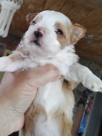 Bichon havanese