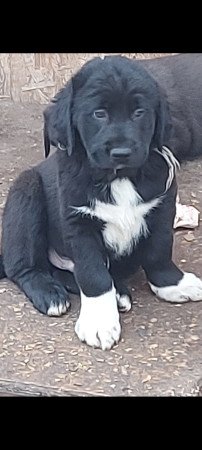 Közép-ázsiai juhász kiskutyák.