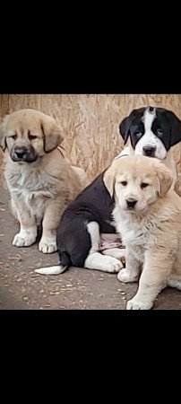 Közép-ázsiai juhász kiskutyák.