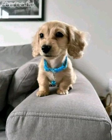 Dachshund puppies for adoption and rehoming