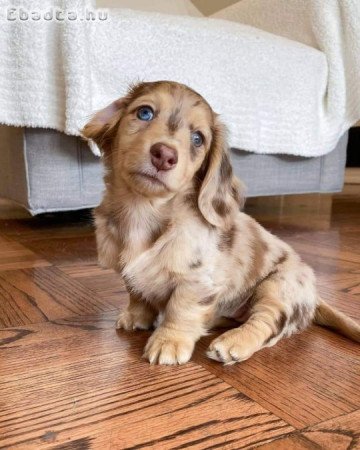 Dachshund puppies for adoption and rehoming