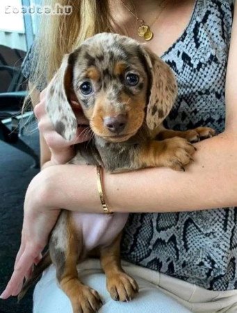 Dachshund sausage dogs for sale and for adoption