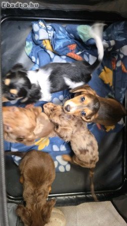 Dachshund sausage dogs for sale and for adoption
