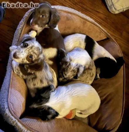 Dachshund sausage dogs for sale and for adoption