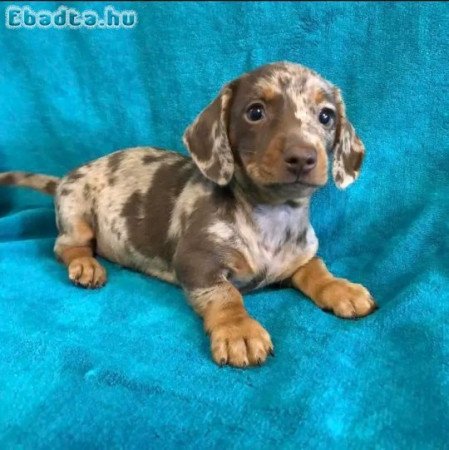 Dachshund puppies for adoption and sale