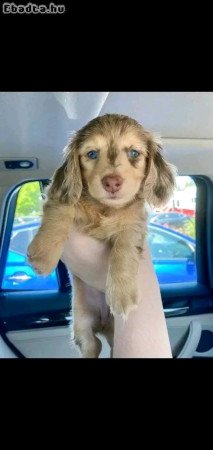 Dachshund puppies for adoption and sale