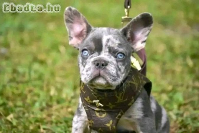 French bull dogs for sale to good homes