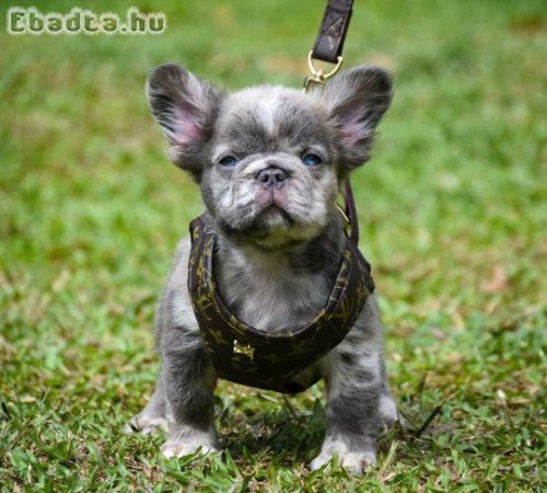 French bull dogs for sale to good homes