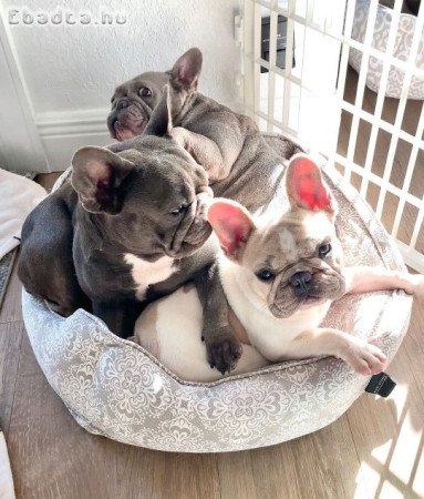 French bull dogs for sale to good homes