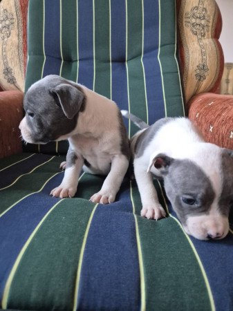 Staffordshire terrier kölykök eladók